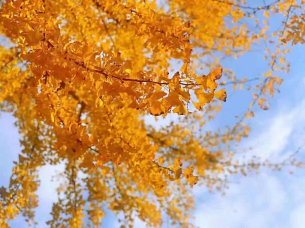 今天，邂逅一場浪漫的崇明“賞葉之旅”