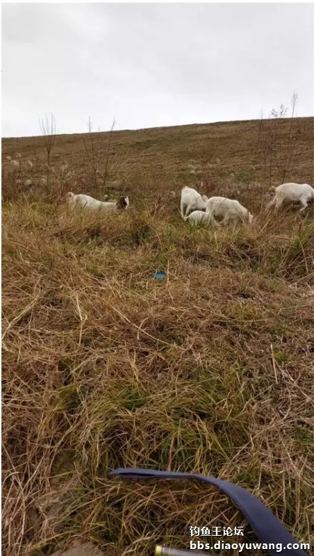 白刺手感太上頭，腥香酒米爆釣翹