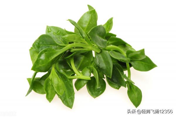 介紹一味非常苦的穿心蓮，清熱解毒又消腫，你對它有了解嗎？