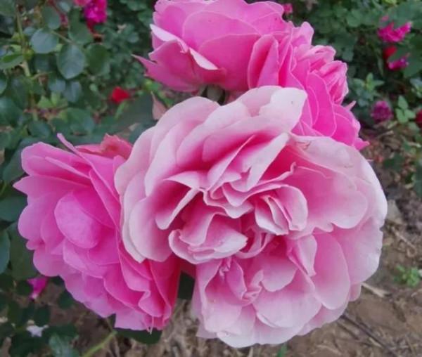 美麗迷人的景色，牡丹，國色天香，讓人陶醉，不知歸路