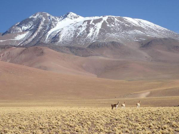 小科普 | 世界上生存海拔最高的哺乳動物 小科普 | 世界上生存海拔最高的哺乳動物