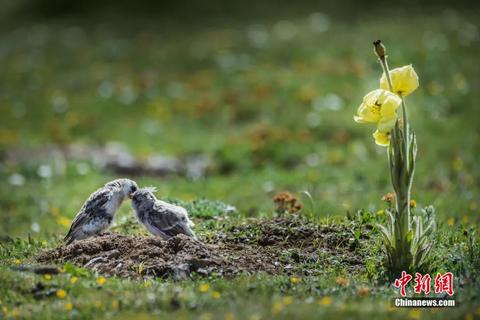 這輩子一定要去趟這個公園 在這裡“有種愛叫放手” 這輩子一定要去趟這個公園 在這裡“有種愛叫放手”