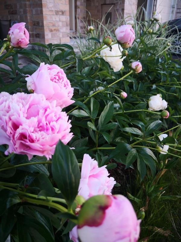 芍藥在渥太華的house前很普遍
