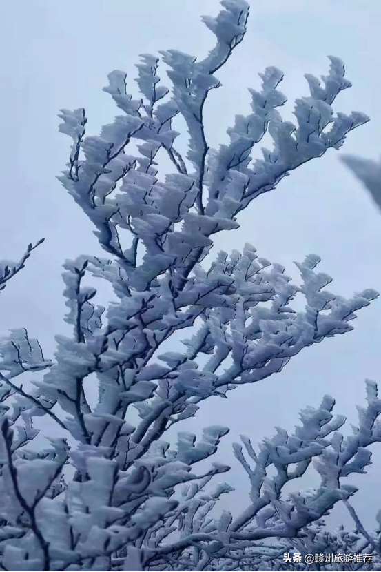 絕美！從晉朝走來的青蓮古寺，霧凇美景出現，又再次驚豔了世人