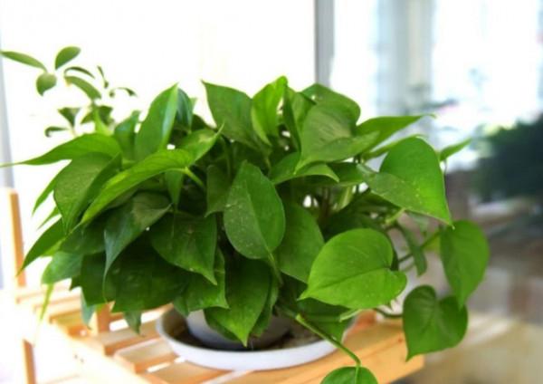 朋友看到我養綠蘿，讓我趕緊扔掉，理由是“一棵綠蘿藏七個鬼”