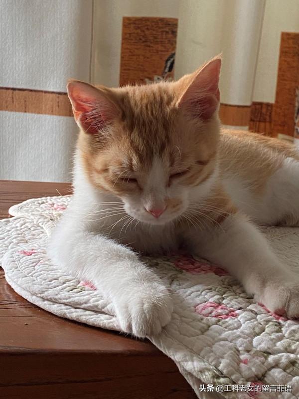 饞貓懶貓，一隻又饞又懶的可愛貓