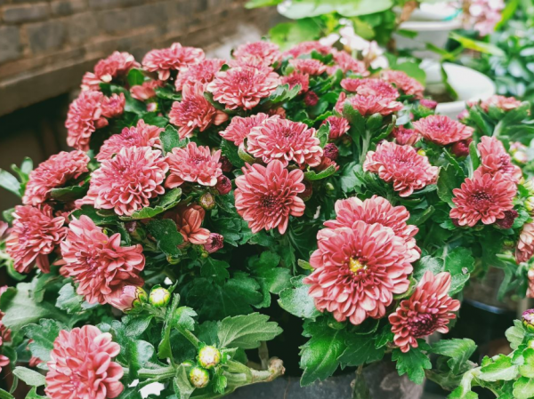 養花做到“4不貪”,養護有“度”,植物才能養得好 養花做到“4不貪”,養護有“度”,植物才能養得好