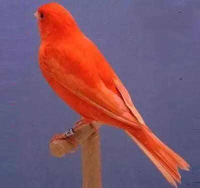 二十種長尾鳥賞析