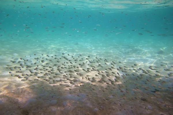 度假觀光特輯|仙本那:潛水迷的天堂,海底世界美到爆 度假觀光特輯|仙本那:潛水迷的天堂,海底世界美到爆