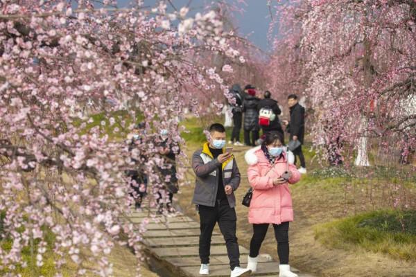 「問花村」暗香湧動！千畝梅花盛開啦
