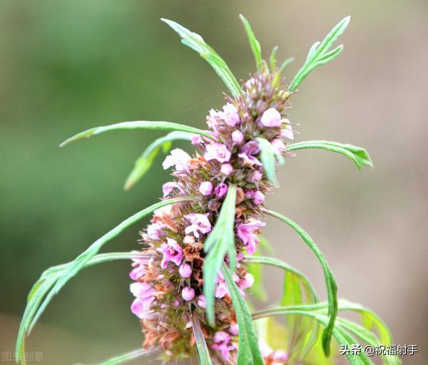 真正安全有效的美容知識 真正安全有效的美容知識
