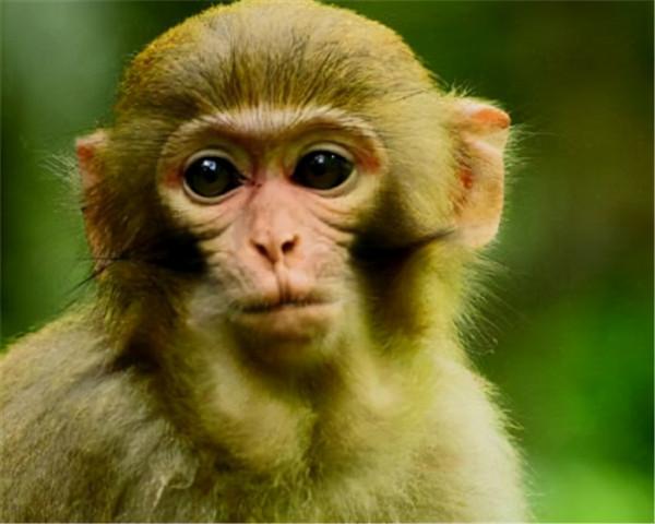 《發現古應國》，周王御駕親征湖北省，血戰噩侯馭和三星堆人後裔