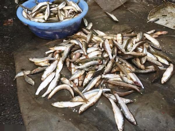 釣魚人都應該知道，這幾種國家級保護魚類，釣到一定要放流