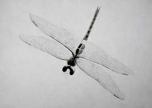 齊白石筆下的飛蟲,精細之極 齊白石筆下的飛蟲,精細之極