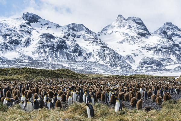 我們去南極結婚了 我們去南極結婚了