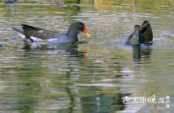 開源湖公園：成群的紅嘴野鴨河中嬉戲打鬧