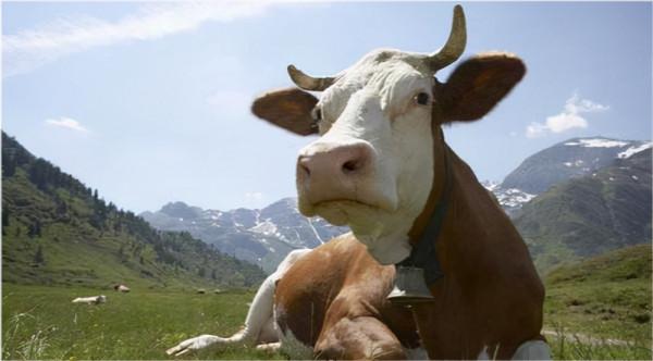 牛價丨9月19日 全國活牛價格參考來啦 牛價丨9月19日 全國活牛價格參考來啦