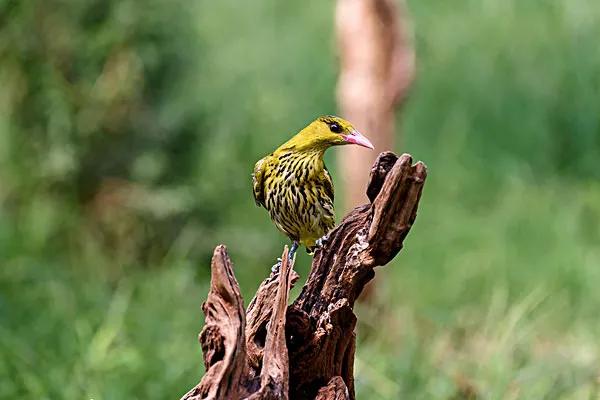 分享圖片&mdash;&mdash;美麗的金絲雀集錦