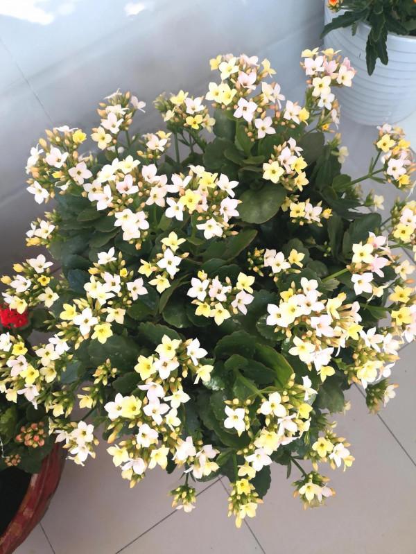 我養過的暴盆品種