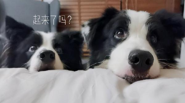 邊牧拉稀但精神很好