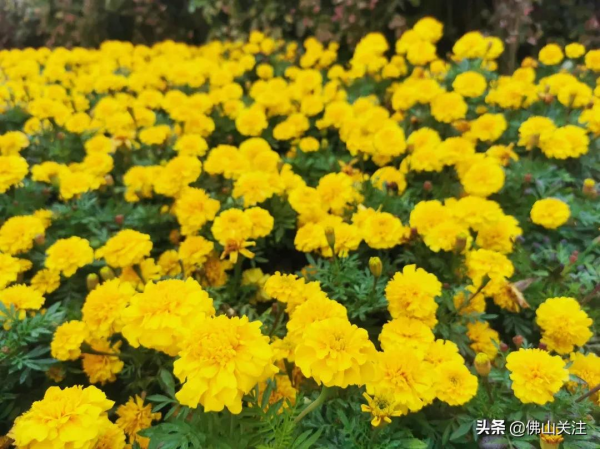 超級小清新！1000㎡波斯菊唯美盛放