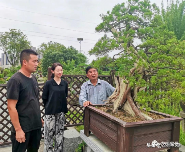 老樹閒看百鳥歸——訪著名盆景藝術家曹志振先生