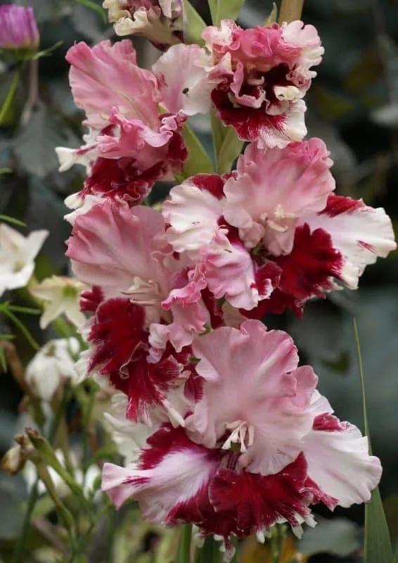 搖曳多姿的劍蘭 搖曳多姿的劍蘭