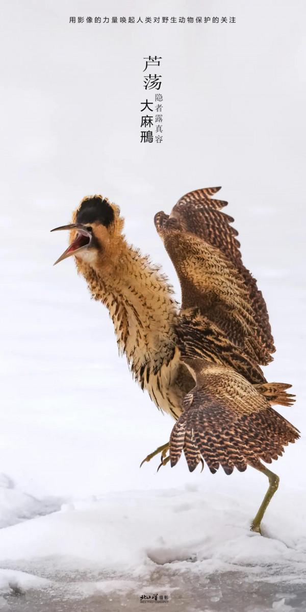 深冬,到新疆觀鳥,會有想不到的驚喜 深冬,到新疆觀鳥,會有想不到的驚喜