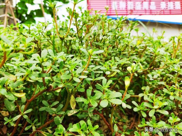 農田10大頑固雜草,有些還是外來入侵物種,徹底剷除需講究竅門 農田10大頑固雜草,有些還是外來入侵物種,徹底剷除需講究竅門