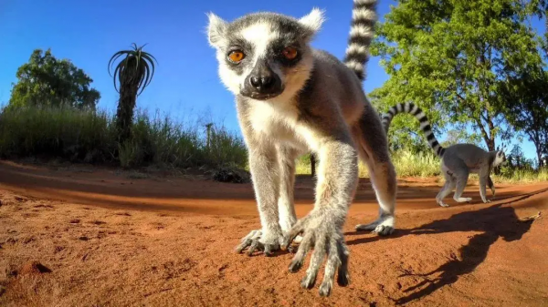 16部超讚自然紀錄片，讓孩子足不出戶看到地球的“真實面目”！