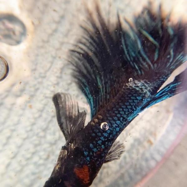 外國妹子救回一條顏色慘白的瀕死鬥魚，兩週後，奇蹟發生