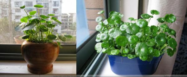 11種“富貴花”，適合養在客廳，好看又好養，養人又吉祥