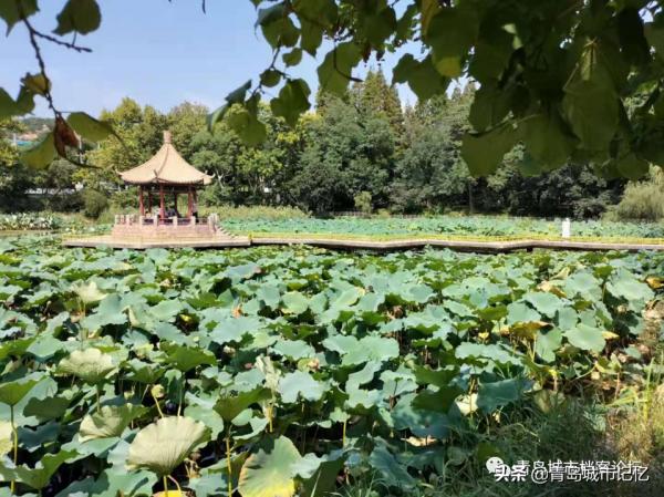 中山公園小西湖，你還記得她曾經的模樣嗎？