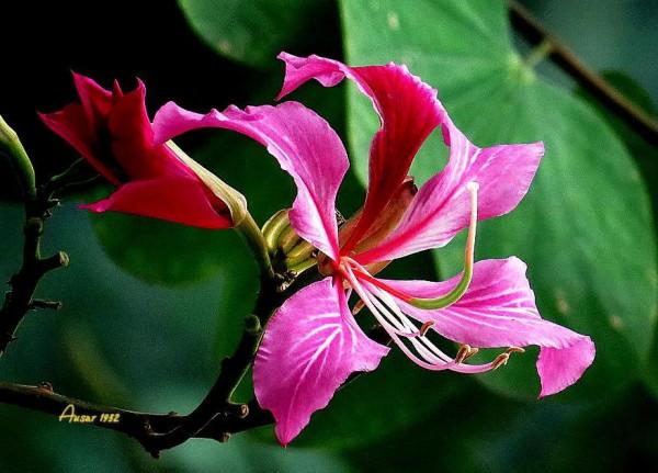 紫荊花，花大豔麗似彩蝶