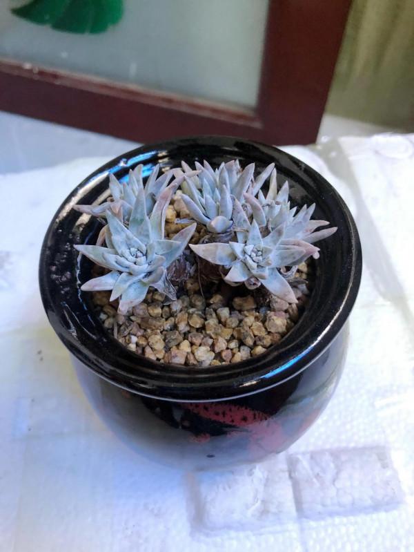 剛上盆的肉肉，醜醜的……