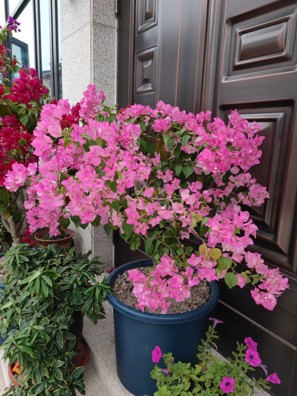 三角梅不開花的3個“罪魁禍首”，養護有方法，安穩過冬無壓力