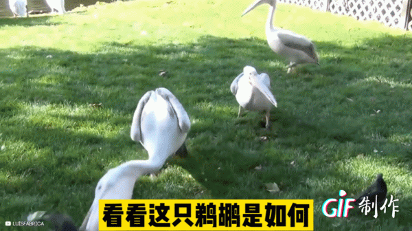 紀錄片:鳥類相食,大鳥吃小鳥 紀錄片:鳥類相食,大鳥吃小鳥