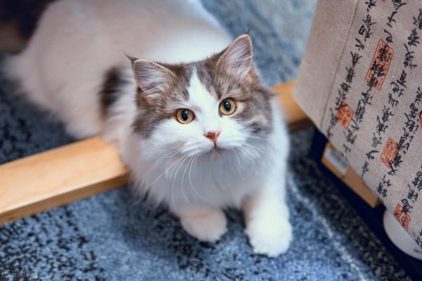 養寵物的意義,真的能緩解孤獨? 養寵物的意義,真的能緩解孤獨?