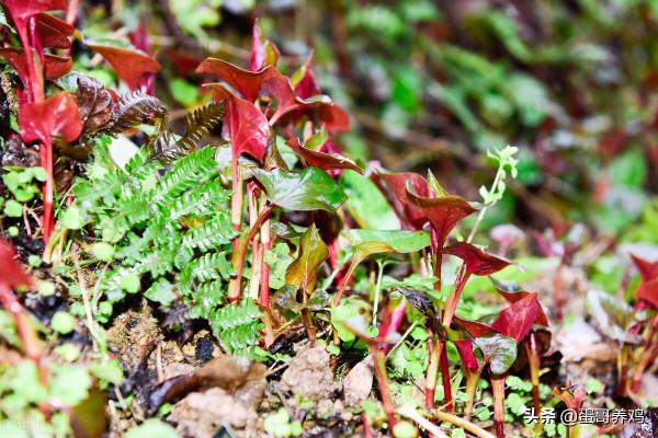 老獸醫：禽流行性感冒的十個巧用方，農村養雞人收藏備用