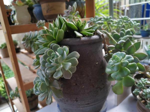 冬雲娘娘帶著絲綢面紗，攜幽靈公主和安娜公主亮相