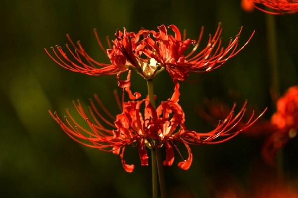 石蒜花開 明豔動人