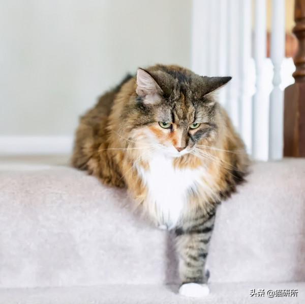 貓咪“鬥雞眼”是咋回事,會影響正常生活嗎? 貓咪“鬥雞眼”是咋回事,會影響正常生活嗎?