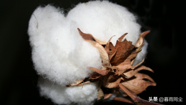 棉花為什麼會讓人在荒野中喪命？登山、徒步要避免&OpenCurlyDoubleQuote;死亡內衣&rdquo;