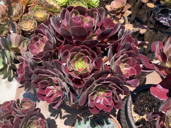 發現多肉植物掉葉子,可以這麼處理 發現多肉植物掉葉子,可以這麼處理