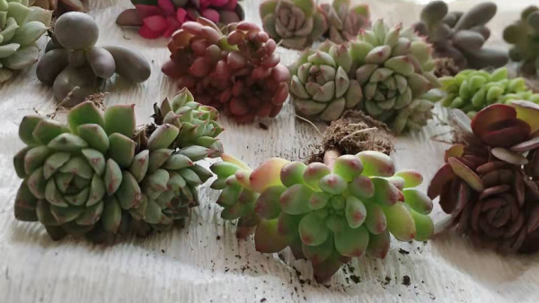 網購有風險，下單需謹慎！想買到便宜的好花苗多注意這些，準沒錯