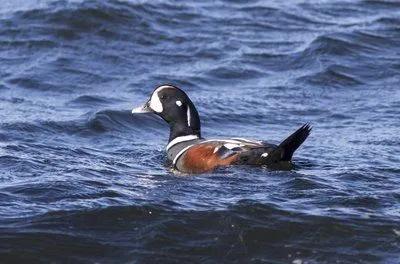 夏日阿拉斯加（紀錄片）
