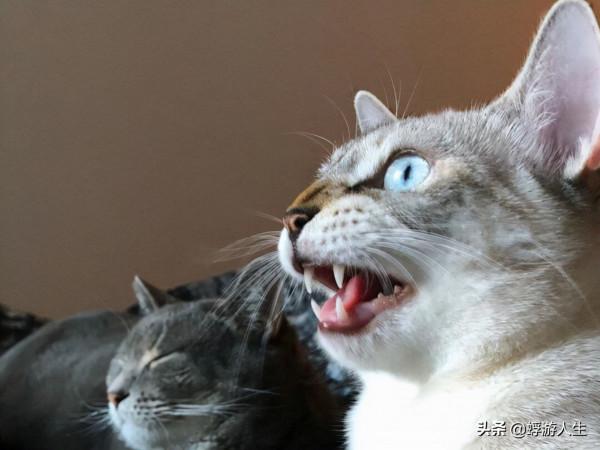 正在努力瞭解您的貓的行為嗎？這是你需要知道的