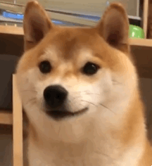 這狗咬死人了,愛狗人士怎麼沒聲了 這狗咬死人了,愛狗人士怎麼沒聲了