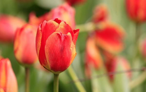 「女媧故事」之18:“綠寶石” 「女媧故事」之18:“綠寶石”