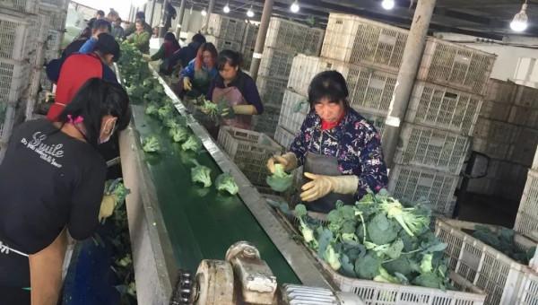 夏收西藍花,如何採收、保鮮? 夏收西藍花,如何採收、保鮮?